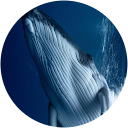 gabriella marmorale profile picture