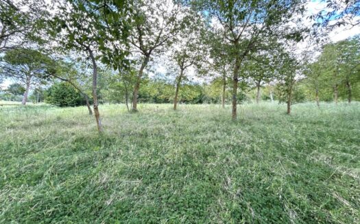 Terreno agricolo fronte-strada con alberi di noce e uliveto