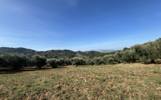 Splendido Uliveto di 2 ettari con pozzo sorgivo e accesso da strada