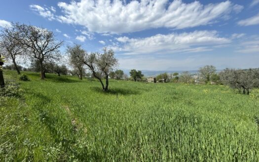 Ampio terreno agricolo in ottima posizione fronte-strada
